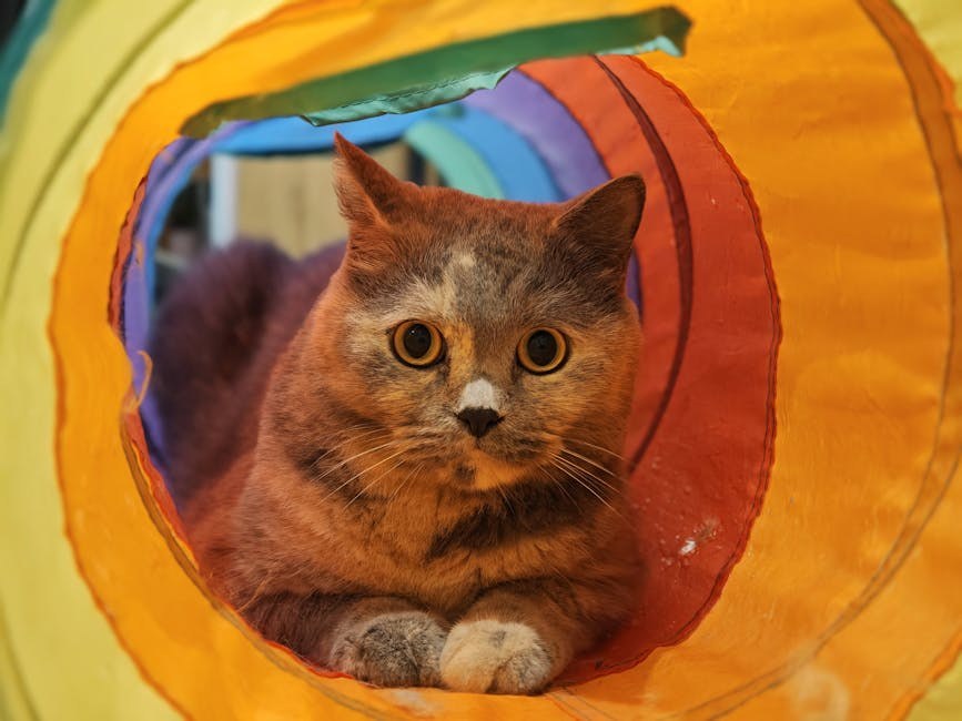 Suženje kralježničnog kanala u pasa: simptomi, uzroci i liječenje