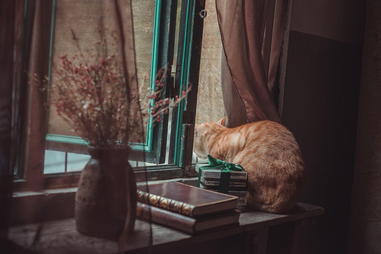 Upalna bolest kože kod pasa: simptomi, uzroci i liječenje