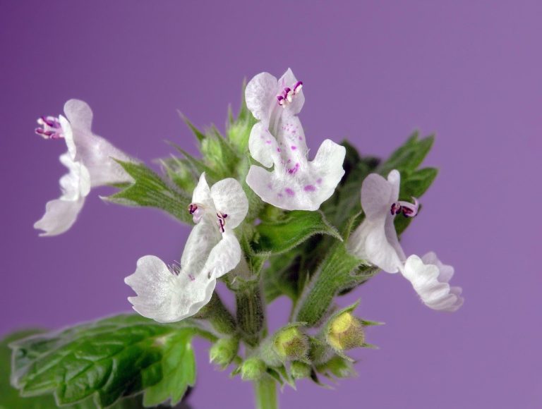 Renalna displazija kod pasa: Simptomi, uzroci i liječenje