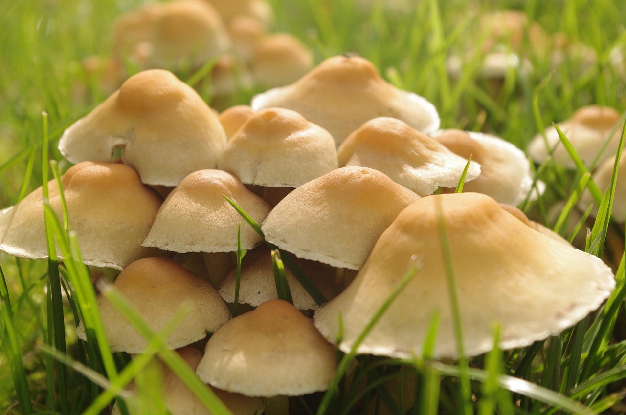 Smiju li psi jesti kobasice? Je li mesna poslastica sigurna za pse?