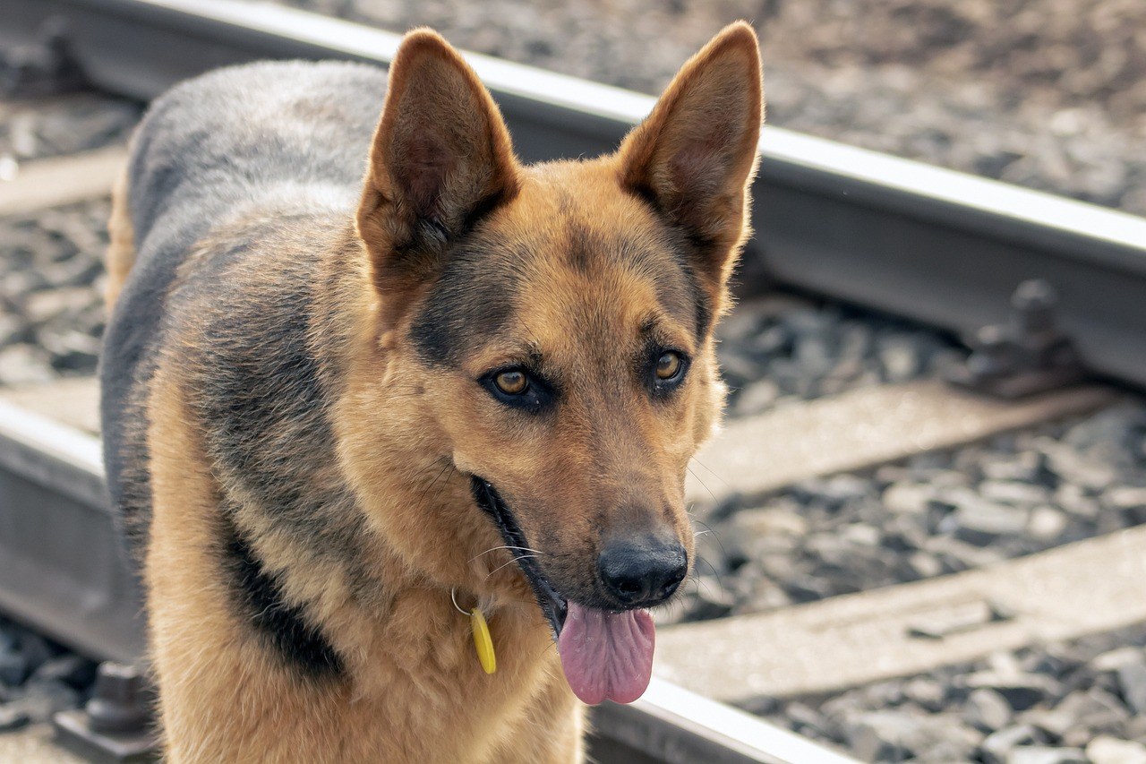 Što učiniti ako moj pas ne pije dovoljno vode: uzroci i rješenja