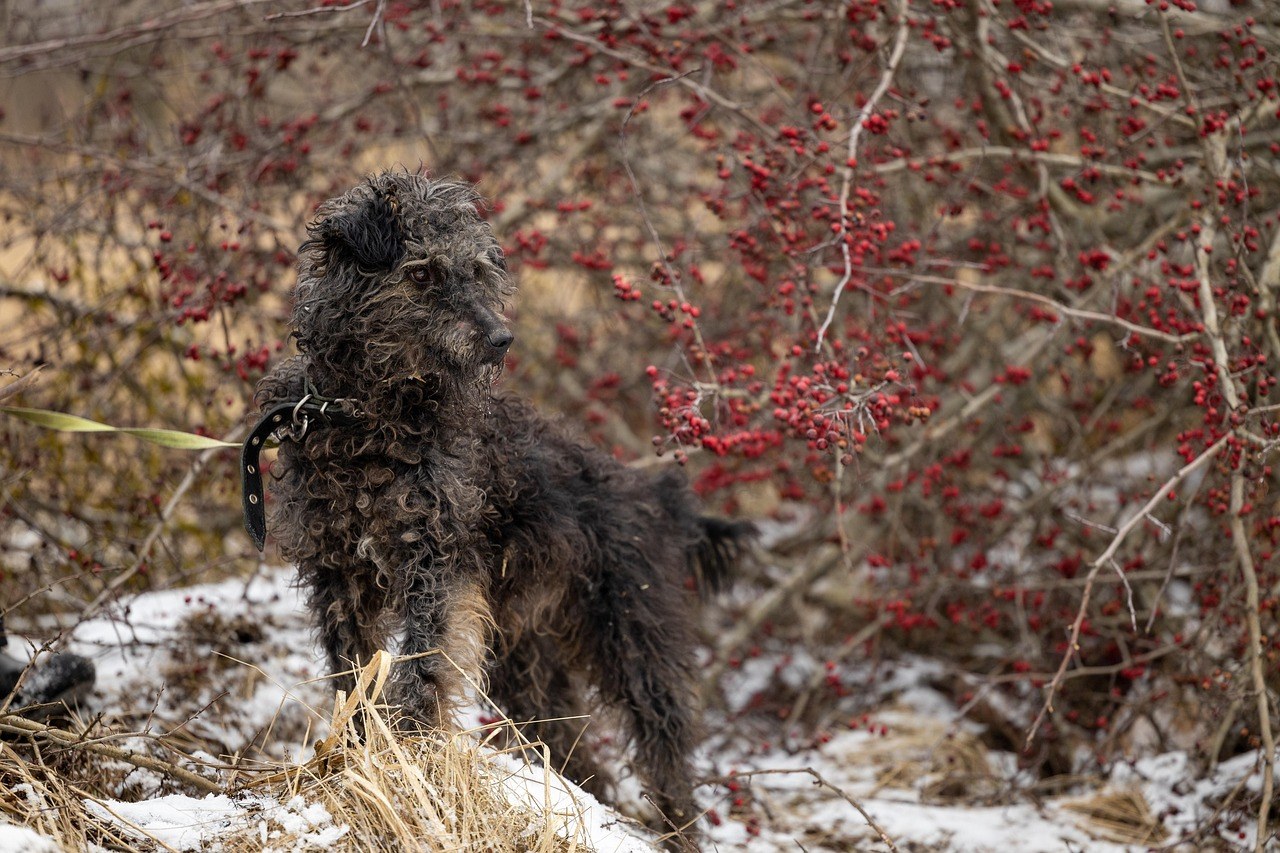 Kako psa naučiti da sigurno trči uz vas