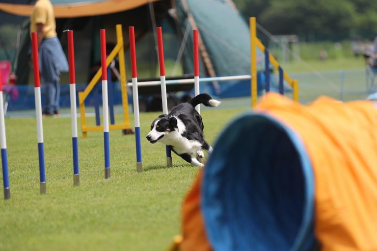 Trening s crateom za pse: sve što vlasnici trebaju znati