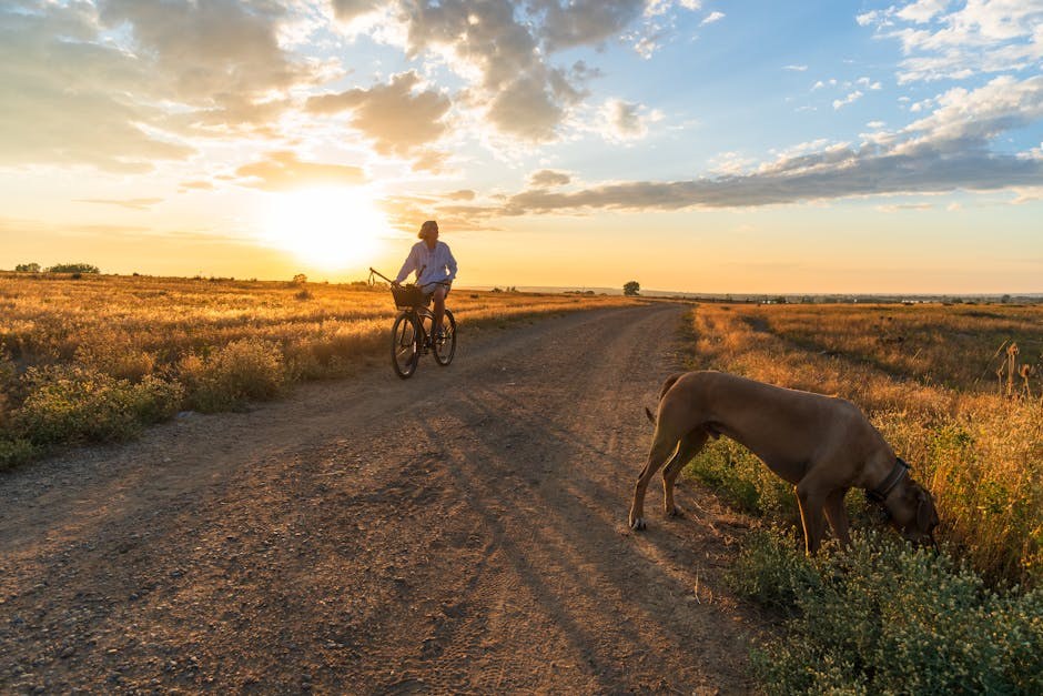 Imodium za pse: upotreba, doziranje i nuspojave