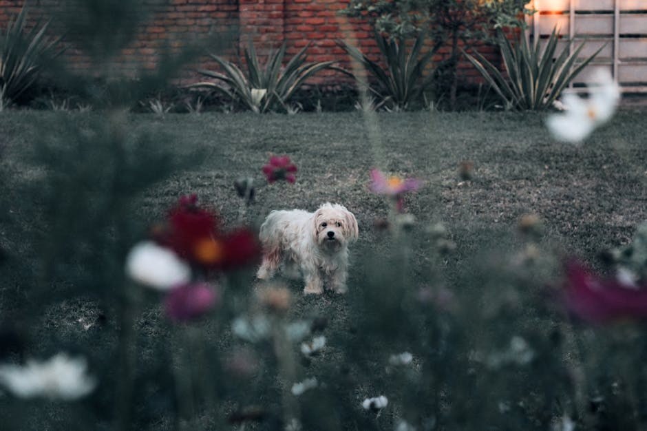 Atopijski dermatitis kod pasa: simptomi, uzroci i liječenje