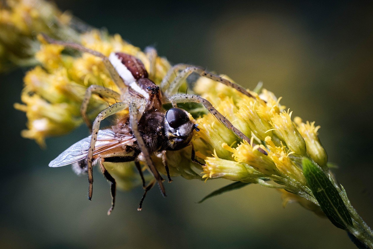 Trening odraslih pasa za higijenske navike: savjeti i tehnike