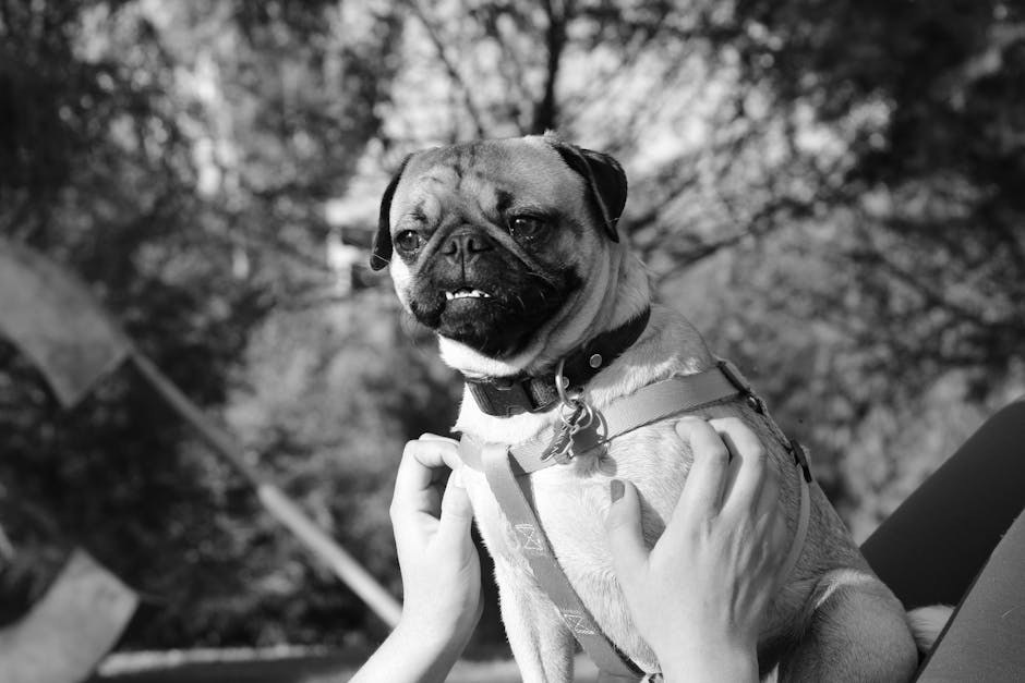 Niska razina albumina u krvi pasa: simptomi, uzroci i liječenje