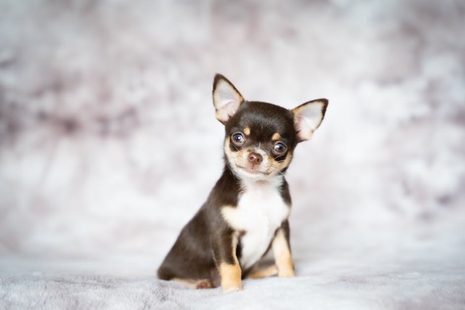 Niska razina albumina u krvi pasa: simptomi, uzroci i liječenje