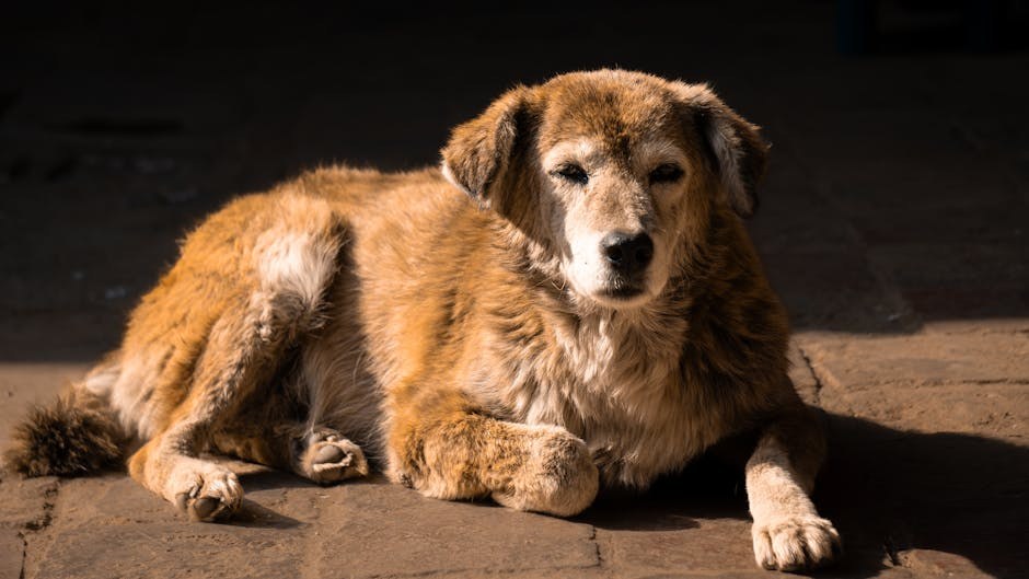 Niska razina albumina u krvi pasa: simptomi, uzroci i liječenje