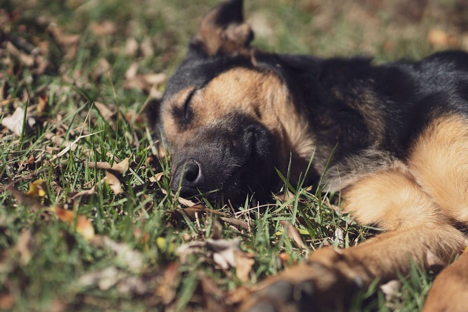 Niska razina albumina u krvi pasa: simptomi, uzroci i liječenje