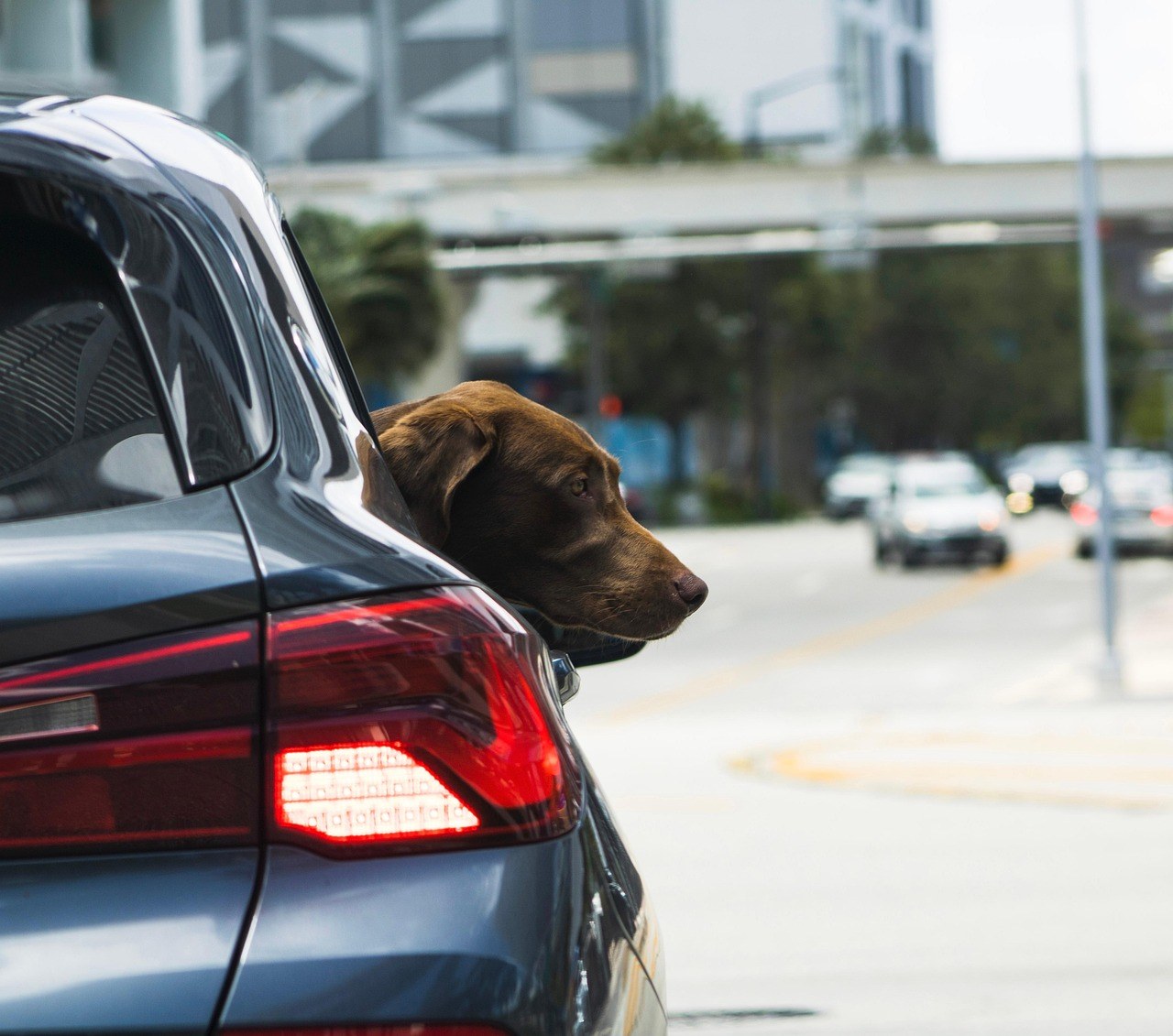 Bidenov pas dobit će dodatnu obuku nakon ugriza