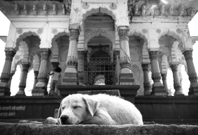 Lipomi (masne kvržice i tumori) kod pasa: simptomi, uzroci i liječenje