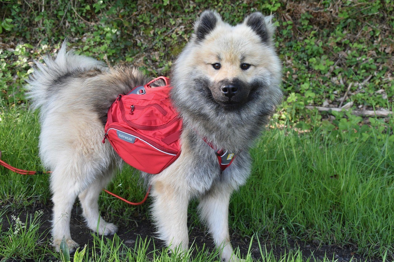 Kako reagirati na ponašanje psa koji čuva resurse