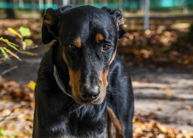 Ušne grinje kod pasa: simptomi, uzroci i liječenje
