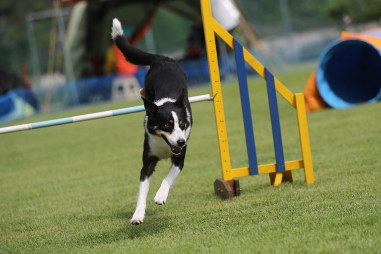 Neželjeno ponašanje pasa: prevencija i rješavanje problema