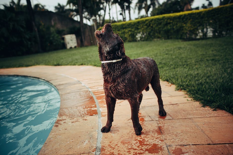 Toplinski udar kod pasa: simptomi, uzroci i liječenje