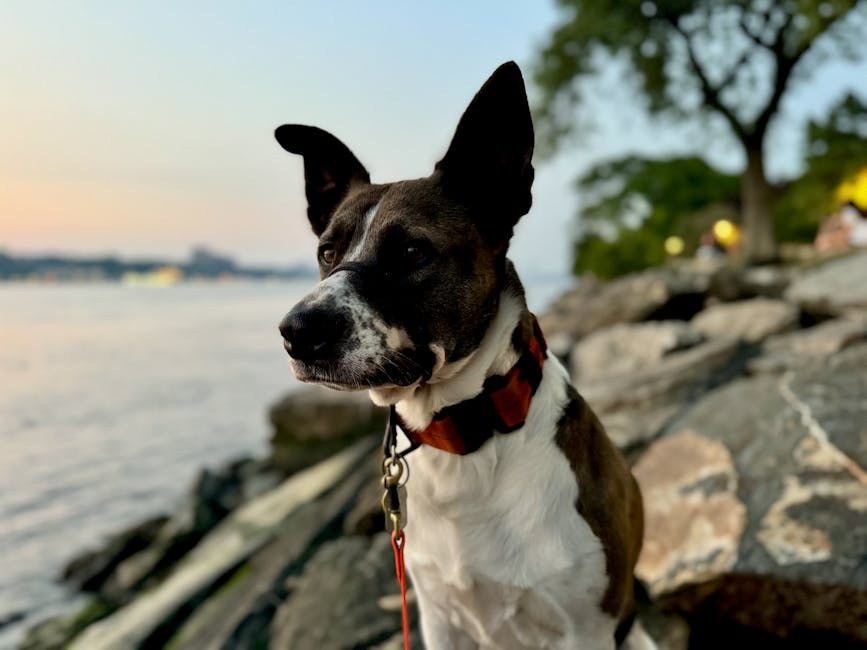 Zašto vaš pas viri jezik: najčešći uzroci i što učiniti