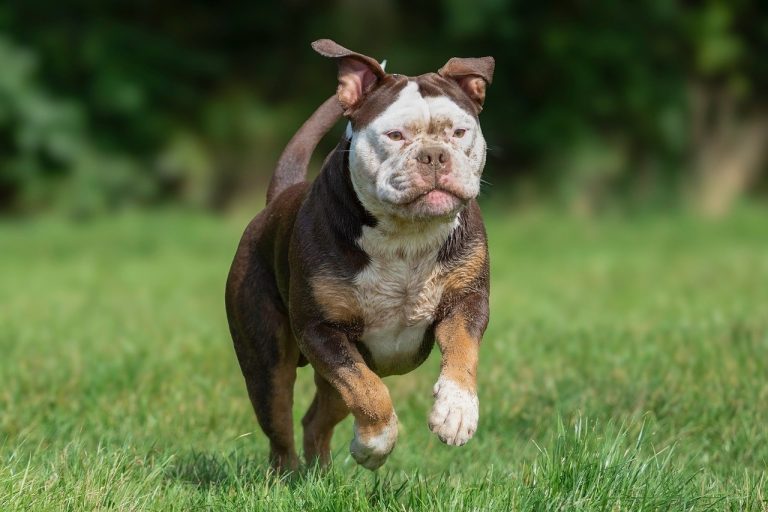 Treniranje psa na drugom jeziku kao dobra ideja