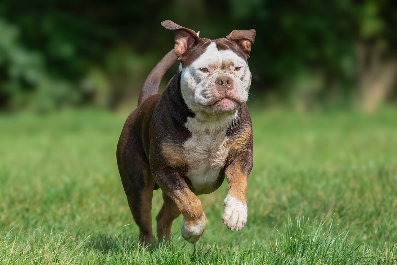 Treniranje psa na drugom jeziku kao dobra ideja