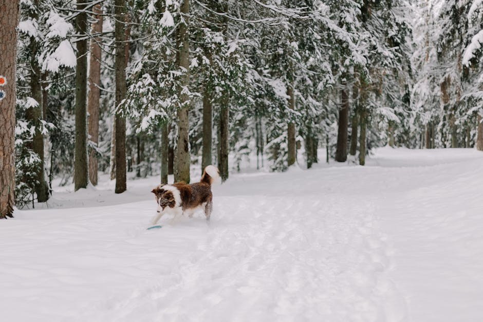 Alabama rot kod pasa: simptomi, uzroci i liječenje