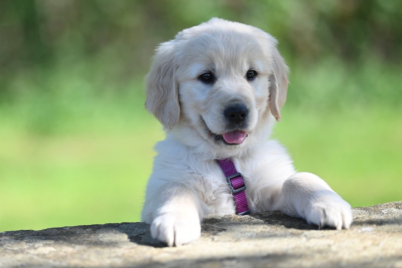 Stomatitis kod pasa: simptomi, uzroci i liječenje