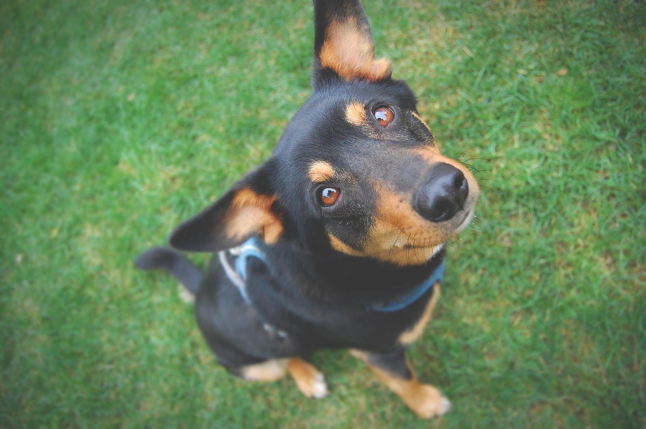 Trening pasa i nagrade bez hrane