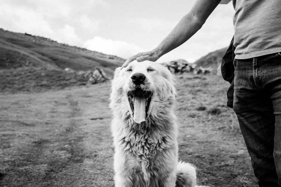 Mastitis kod pasa: simptomi, uzroci i tretmani