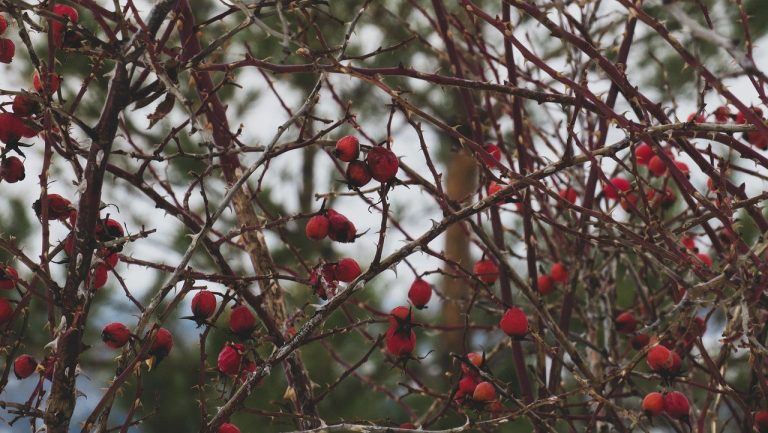 Novo istraživanje o psima otkriva zašto ne smijete vikati na svog ljubimca