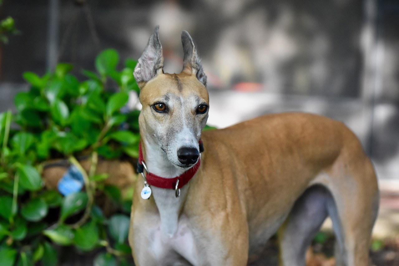 4 znaka dobrog trenera pasa