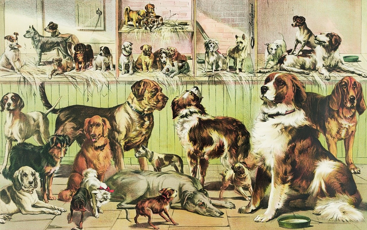 4 znaka dobrog trenera pasa