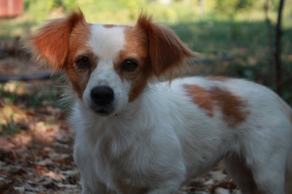 Smiju li psi jesti brusnice? Jesu li brusnice sigurne za pse?