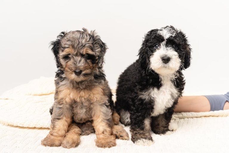 Pasja socijalna anksioznost: simptomi, uzroci i rješenja