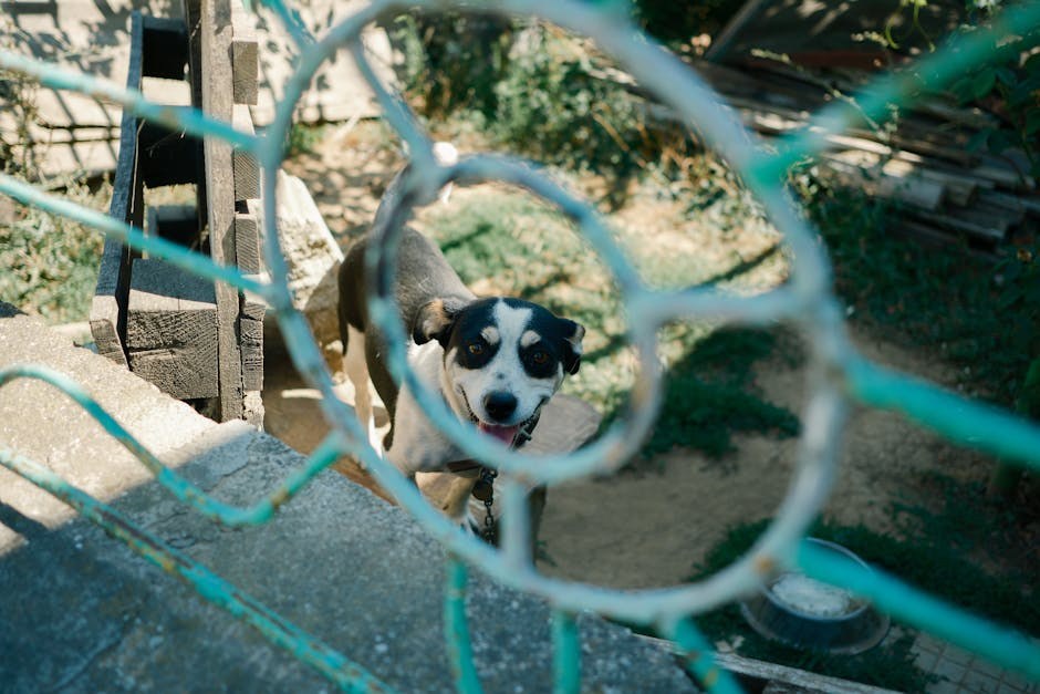 Pasja socijalna anksioznost: simptomi, uzroci i rješenja