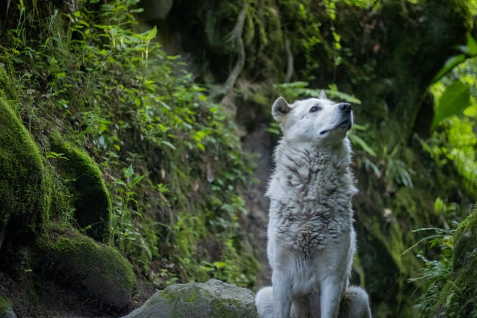Pasja socijalna anksioznost: simptomi, uzroci i rješenja