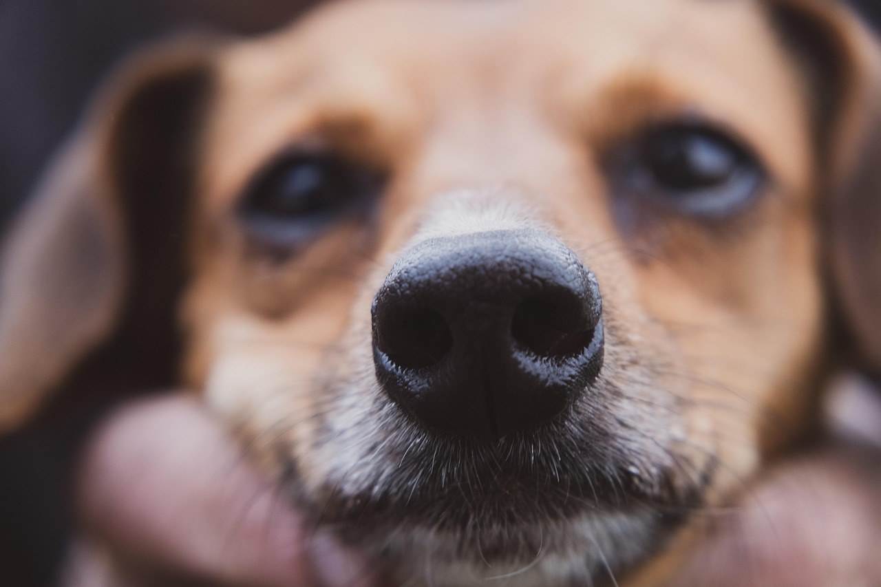 Agresija pasa prema ljudima: uzroci, liječenje i prevencija