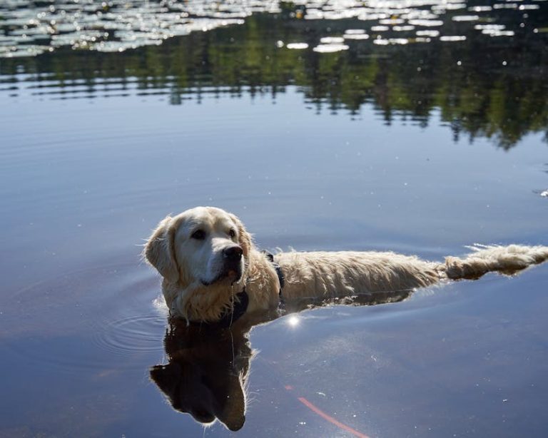 Što vam pasova rep govori