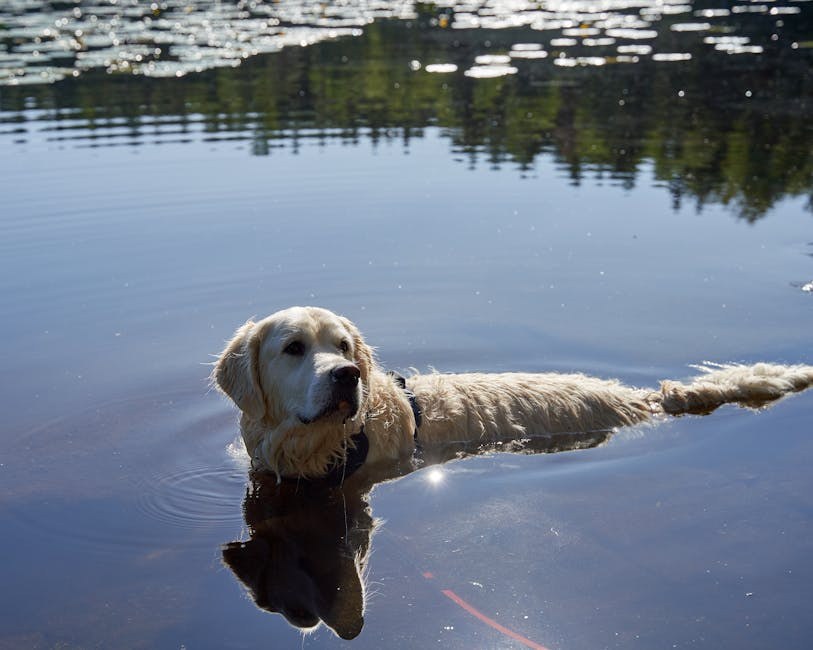 Što vam pasova rep govori