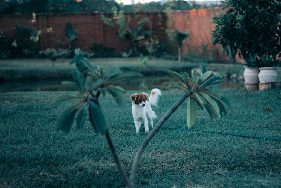 Što vam pasova rep govori