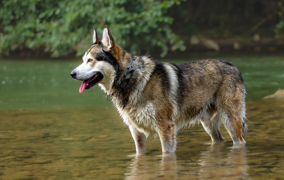Što vam pasova rep govori