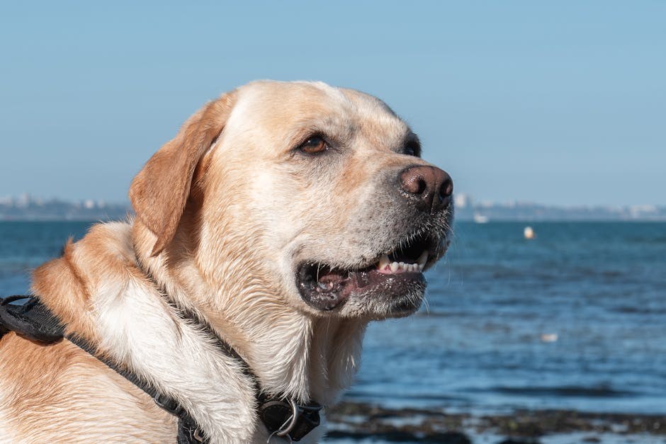 Gabapentin za pse: primjena, doziranje i nuspojave