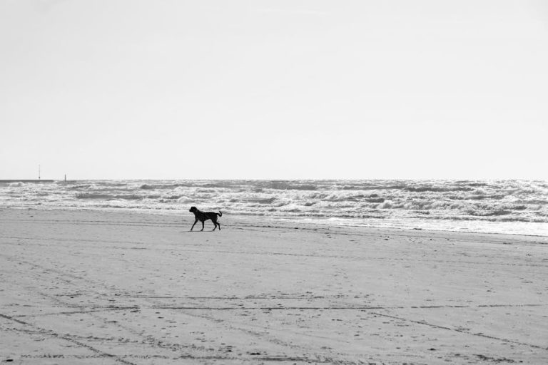 Gabapentin za pse: primjena, doziranje i nuspojave