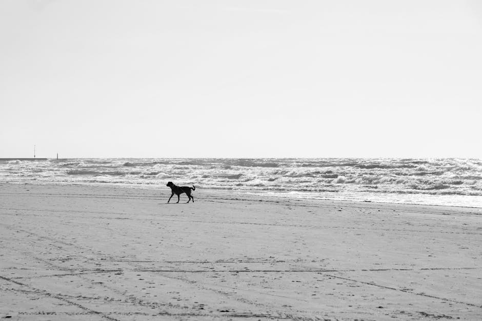 Gabapentin za pse: primjena, doziranje i nuspojave