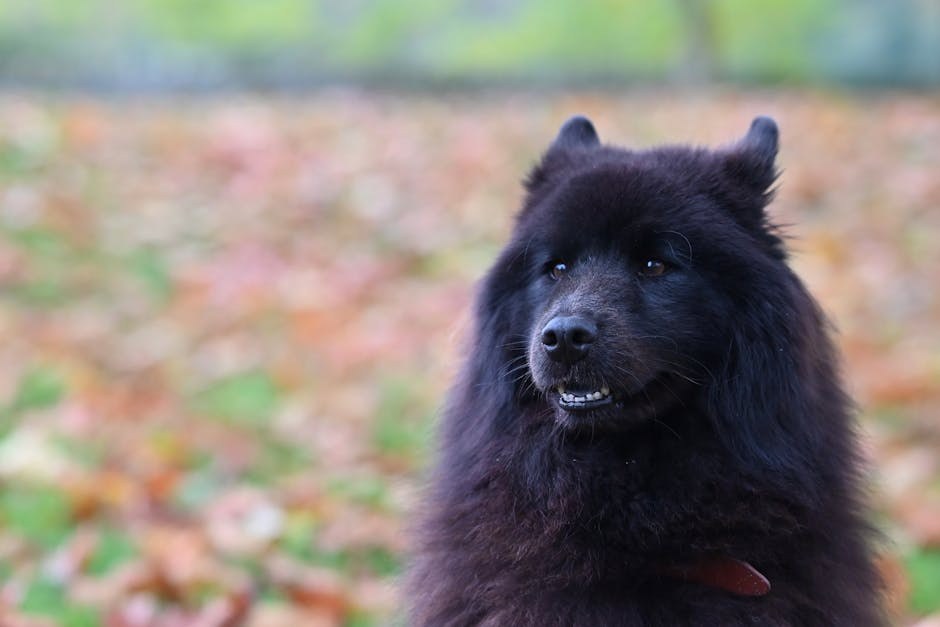 Gabapentin za pse: primjena, doziranje i nuspojave