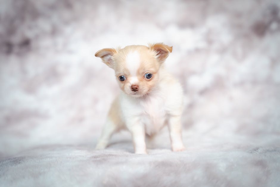 Obiteljska bolest bubrega kod pasa: simptomi, uzroci i tretmani