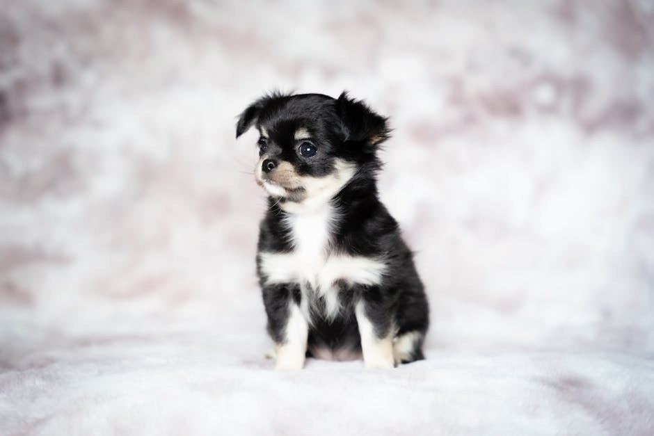 Obiteljska bolest bubrega kod pasa: simptomi, uzroci i tretmani