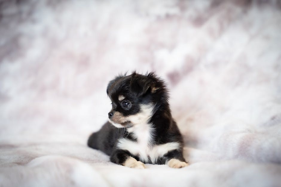 Sve što trebate znati o sindromu nestalog psa