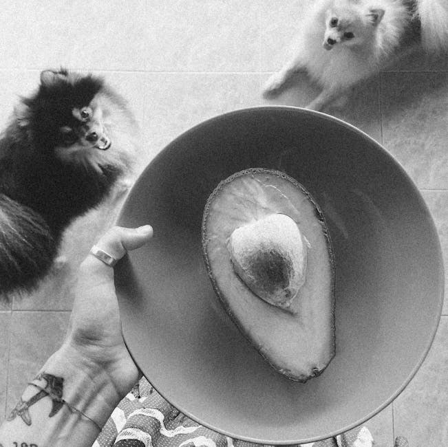 Što znače mrlje od suza kod pasa: uzroci, liječenje i prevencija