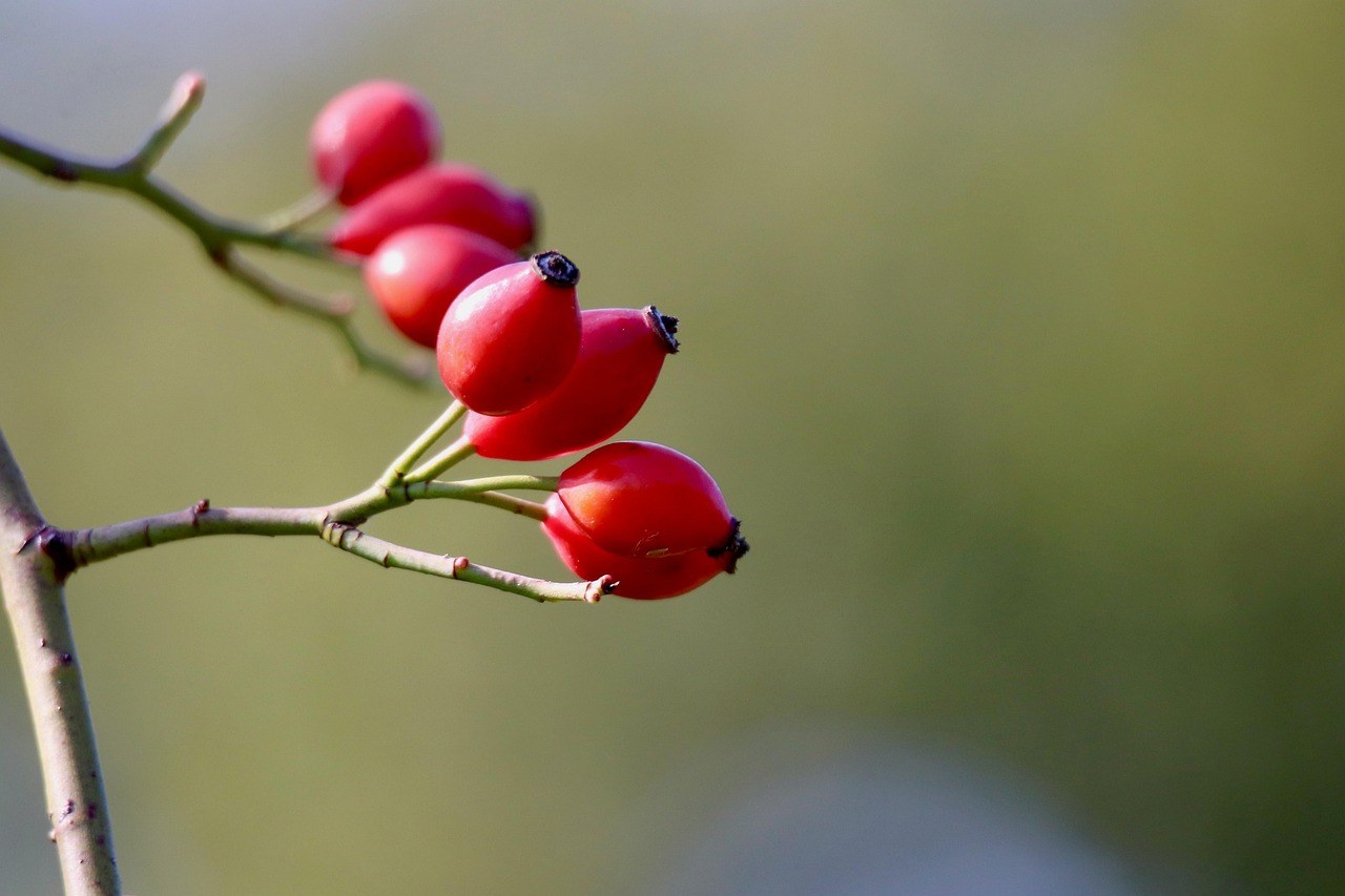 Kako dresirati psa da ne skače na kauč