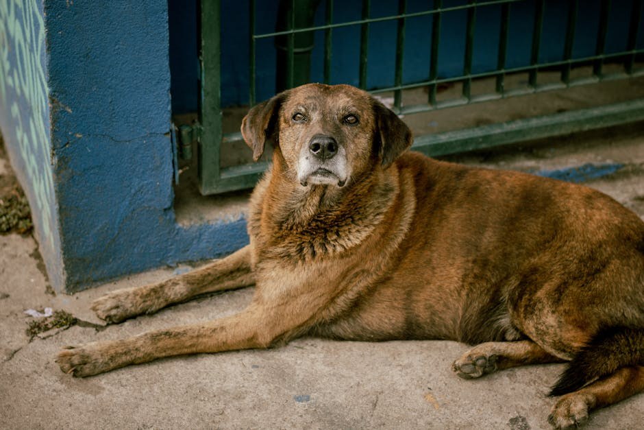 Što znače mrlje od suza kod pasa: uzroci, liječenje i prevencija