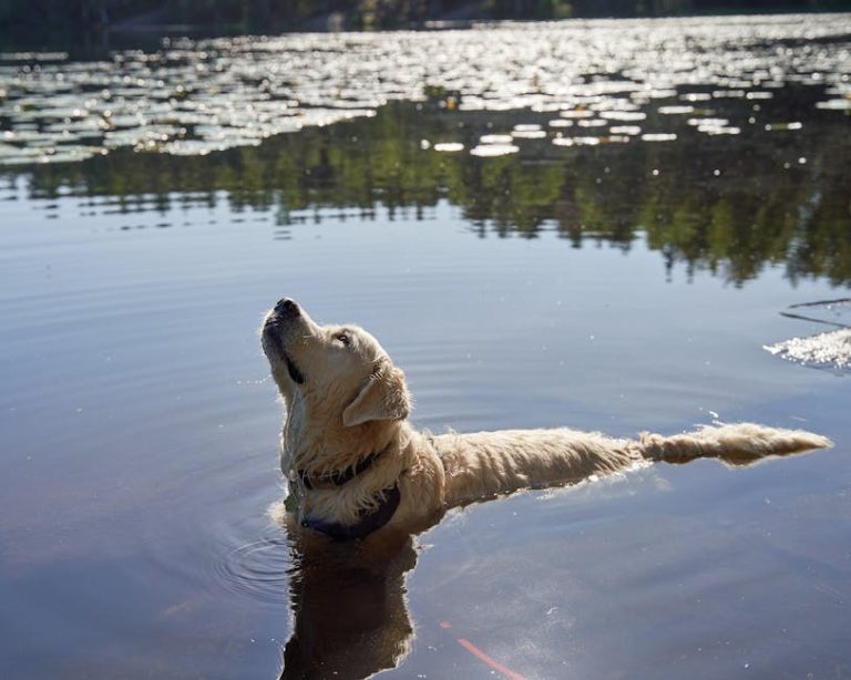 Što znače mrlje od suza kod pasa: uzroci, liječenje i prevencija